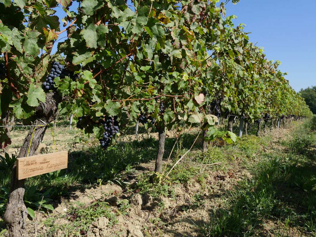 Виноградник на урожай